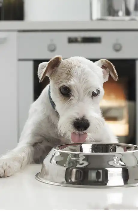 Dieta per animali domestici