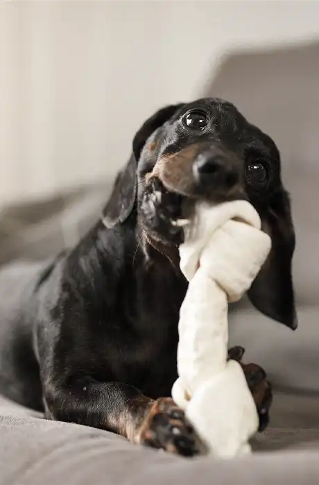 Salute orale degli animali domestici