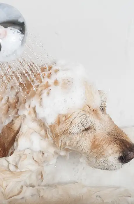 Cura della pelle degli animali domestici