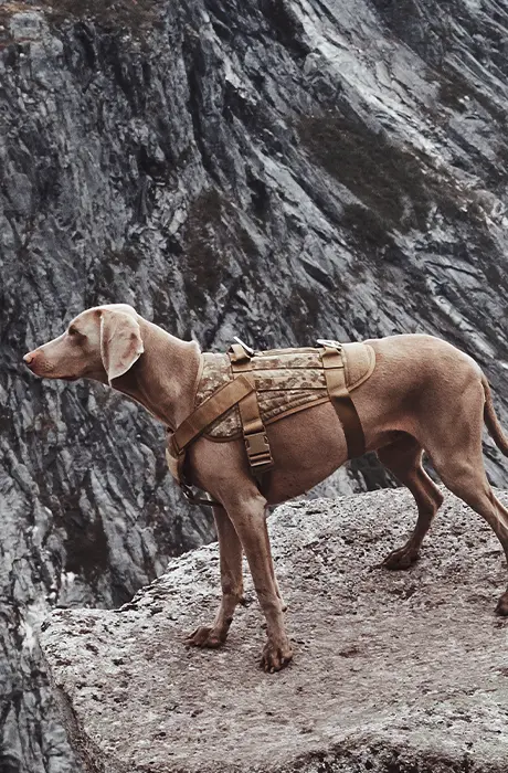 Pet Travel