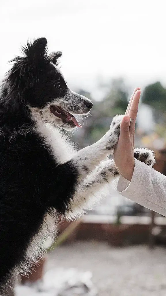 Come on, let's high-five!
