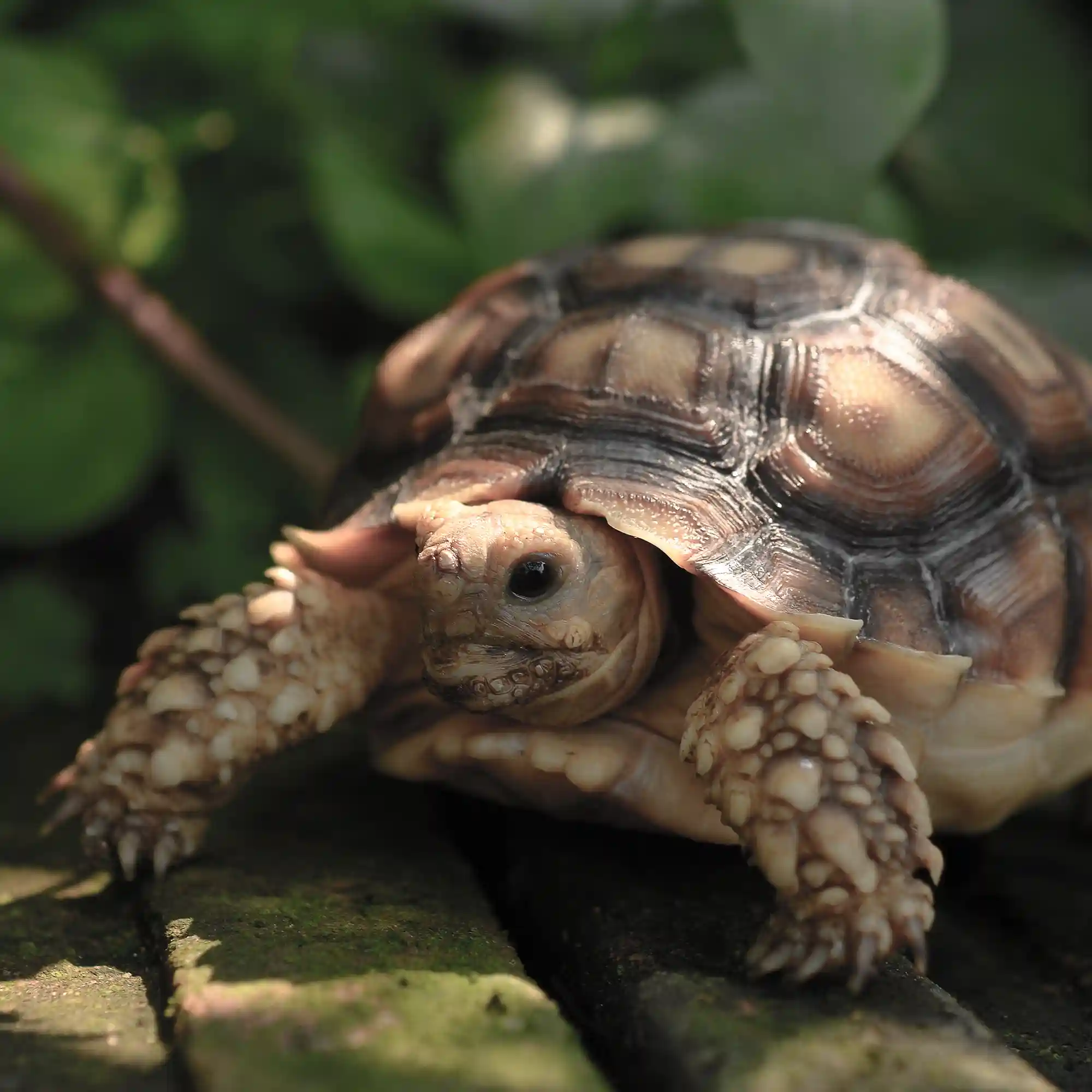 turtle hedgehog