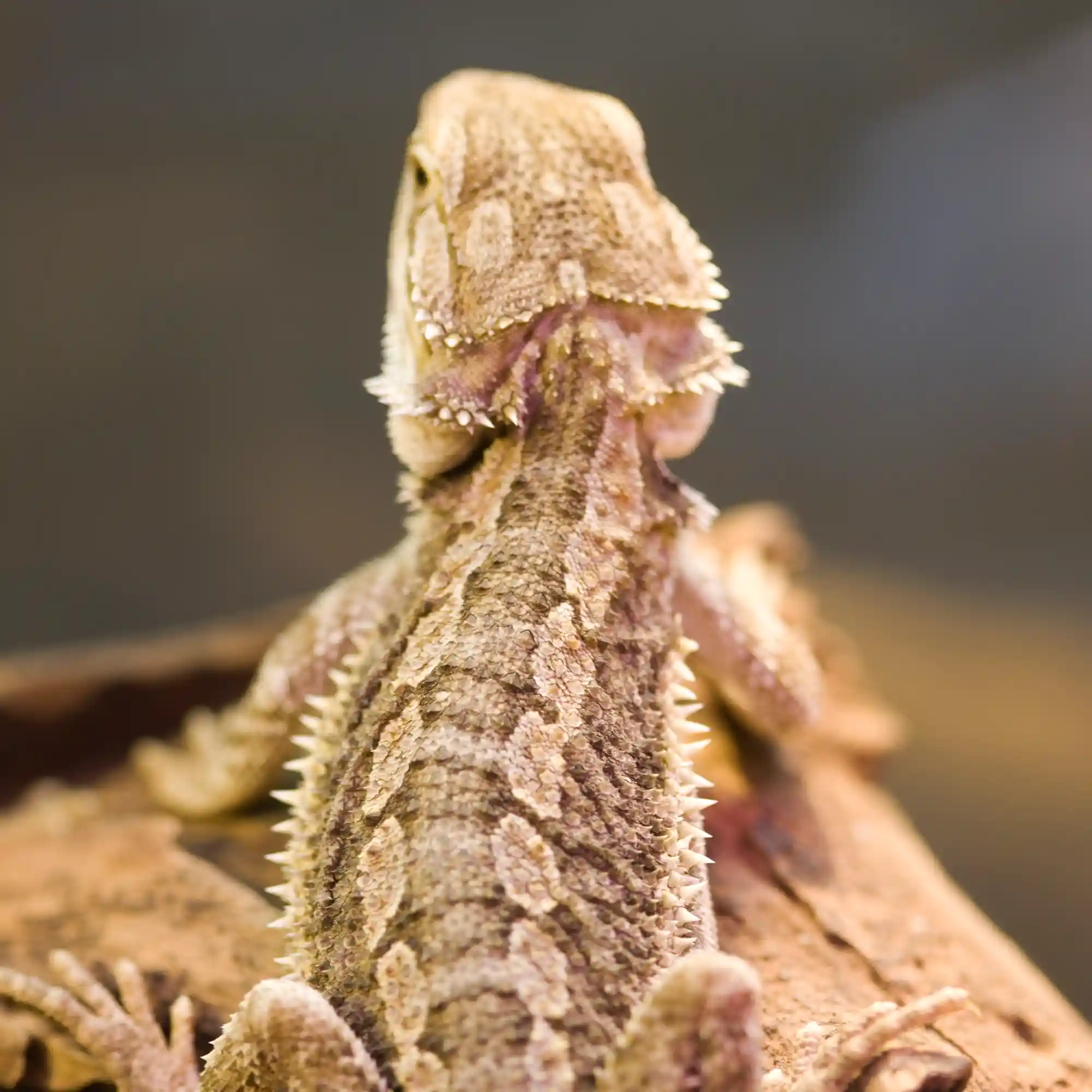 lizard Exotic Pet diagnostics