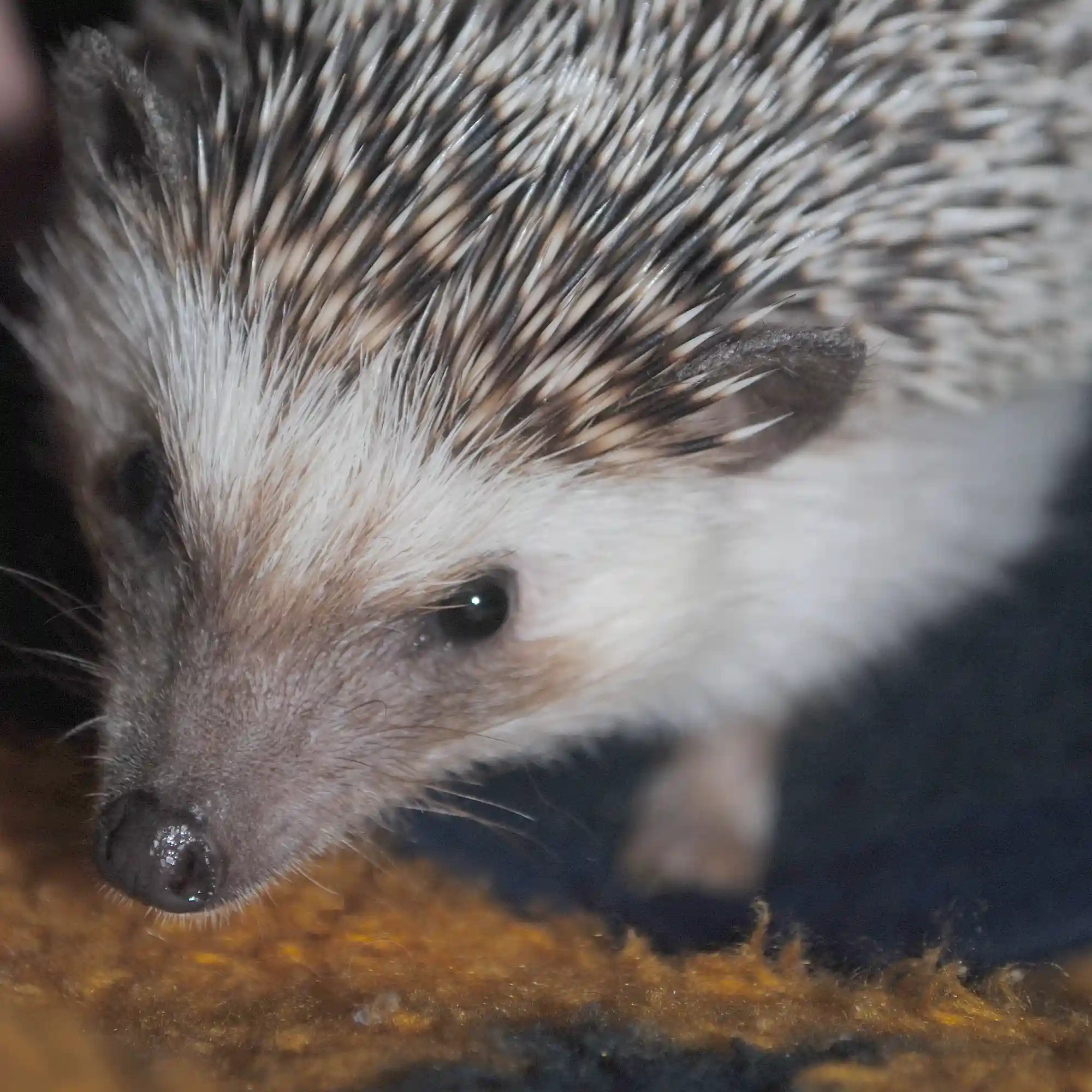 hedgehog Exotic Pet diagnostics