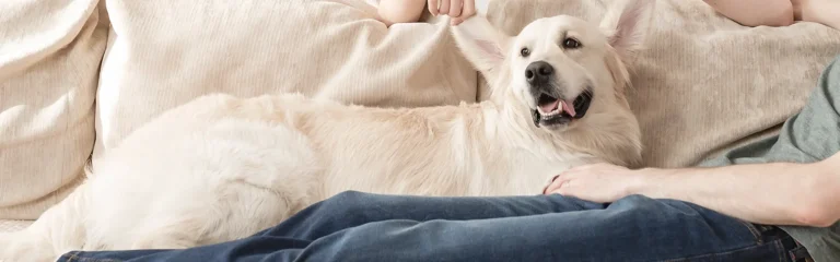 pet diagnostics
