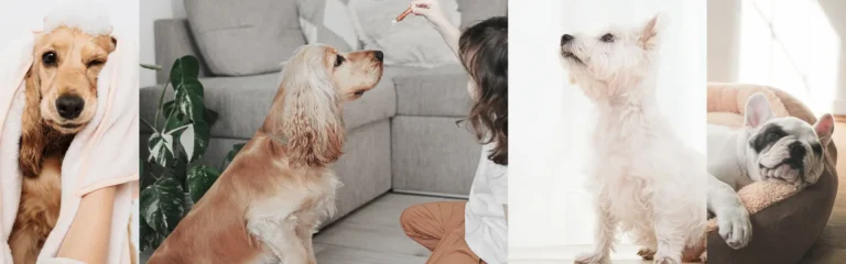 veterinary diagnostics