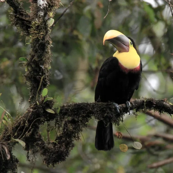 bird Exotic Pet diagnostics