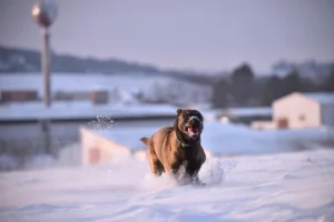dog in snow